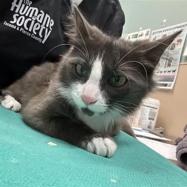 An adult medium-sized female Gray / Blue / Silver Domestic Medium Hair cat named Supra for adoption in Tacoma, WA