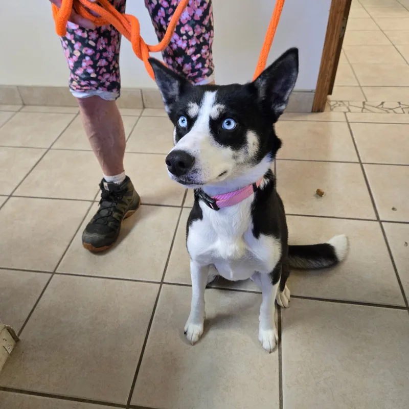 A young medium-sized female Siberian Husky dog named Sapphire for adoption in West Branch, MI