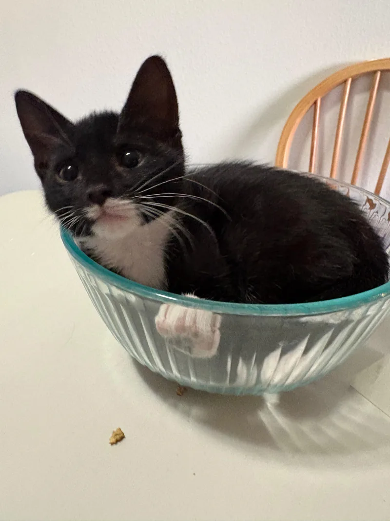 Prince Florian thumbnail 2