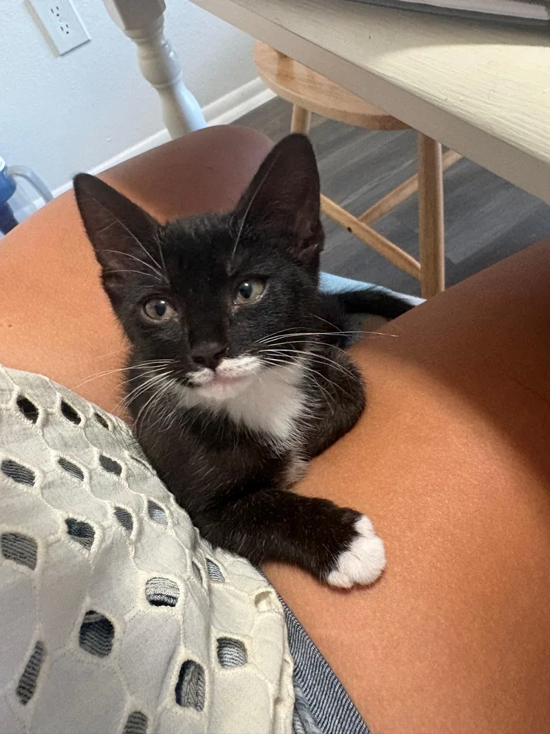 Prince Florian thumbnail 3