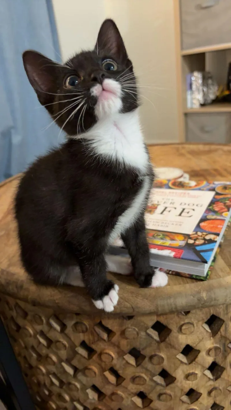 Prince Florian thumbnail 4