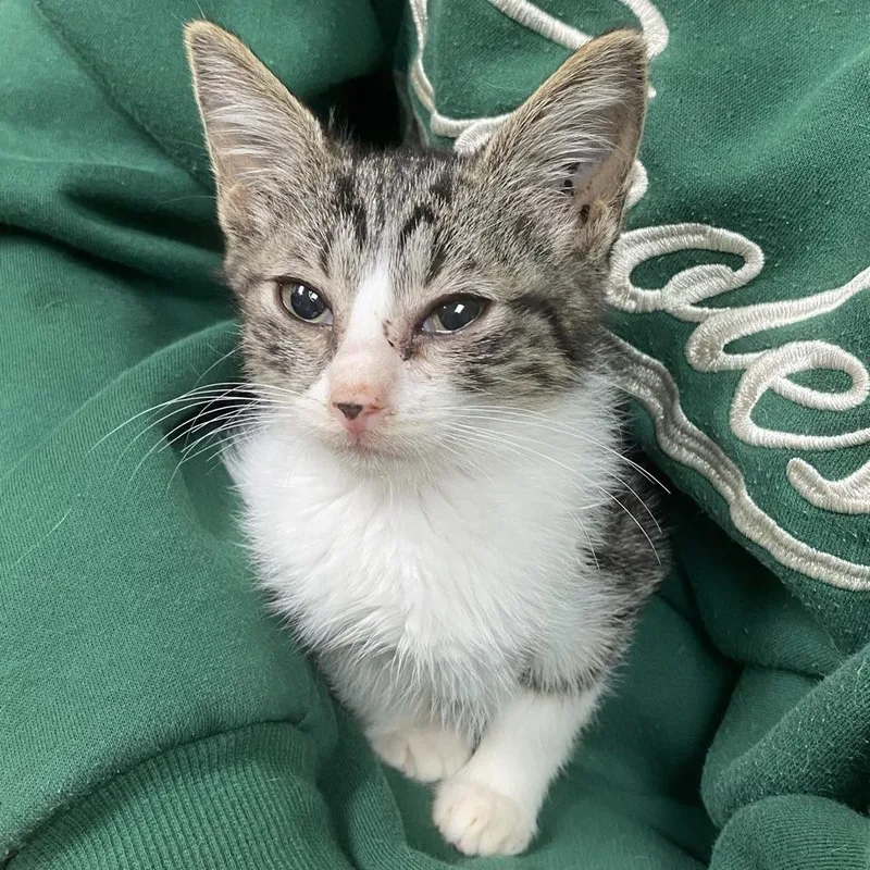 A baby small-sized female Brown / Chocolate Domestic Short Hair cat named Semi for adoption in Norfolk, NE