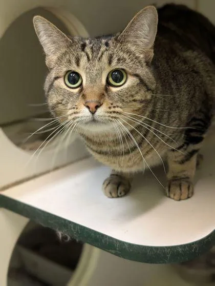 An adult small-sized female Domestic Short Hair cat named Mouse for adoption in Mansfield, TX