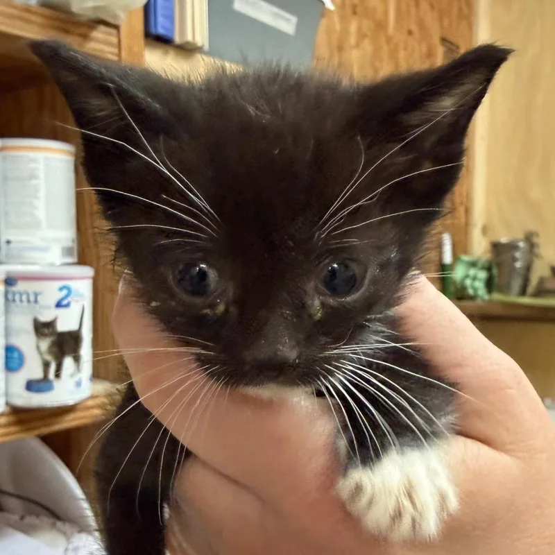 A baby small-sized male Black Domestic Short Hair cat named Cooper for adoption in Blairsville, GA