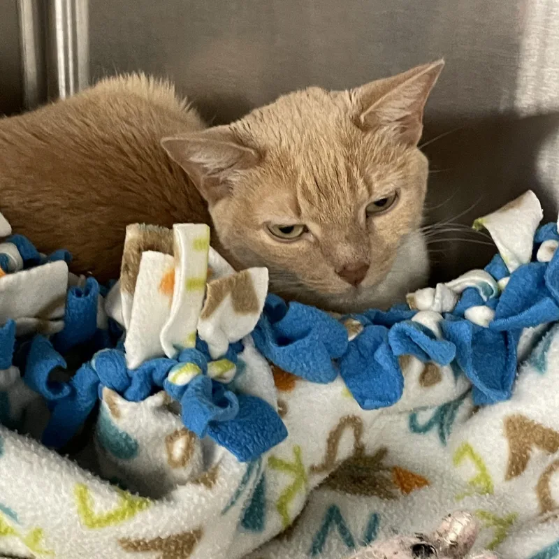 A senior small-sized female Tabby (Buff / Tan / Fawn) American Shorthair cat named Goldie for adoption in North Kingstown, RI