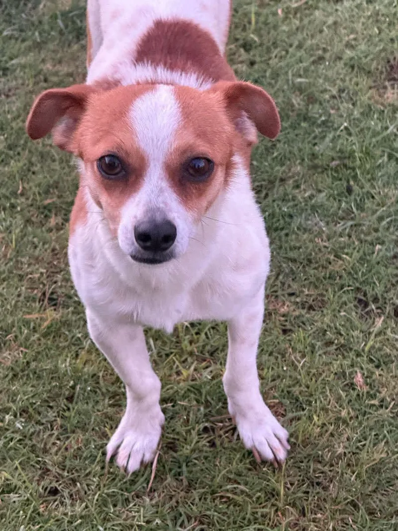 A young small-sized male Jack Russell Terrier dog named Chase for adoption in Encino, CA