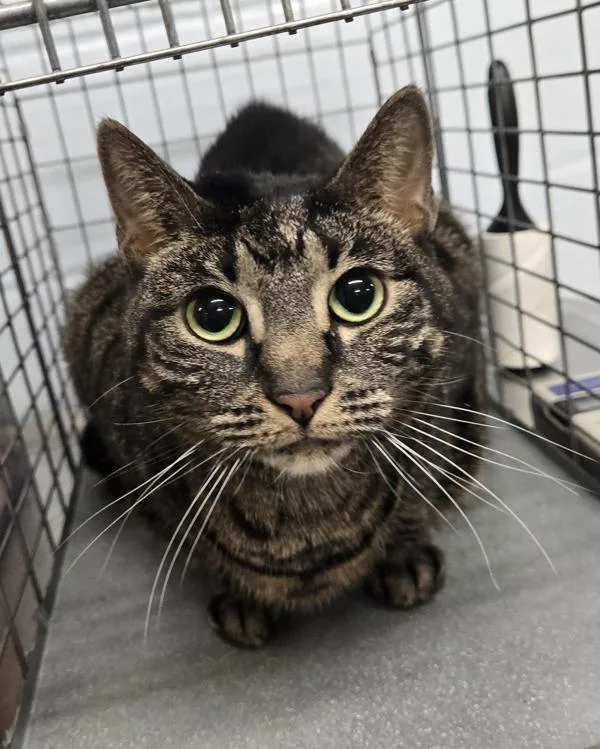An adult medium-sized female Domestic Short Hair cat named Princess for adoption in Millersville, MD