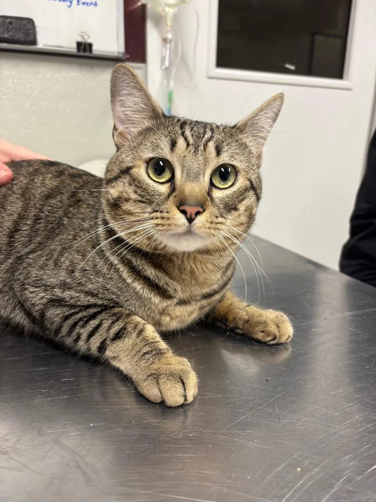 Cheshire thumbnail 2