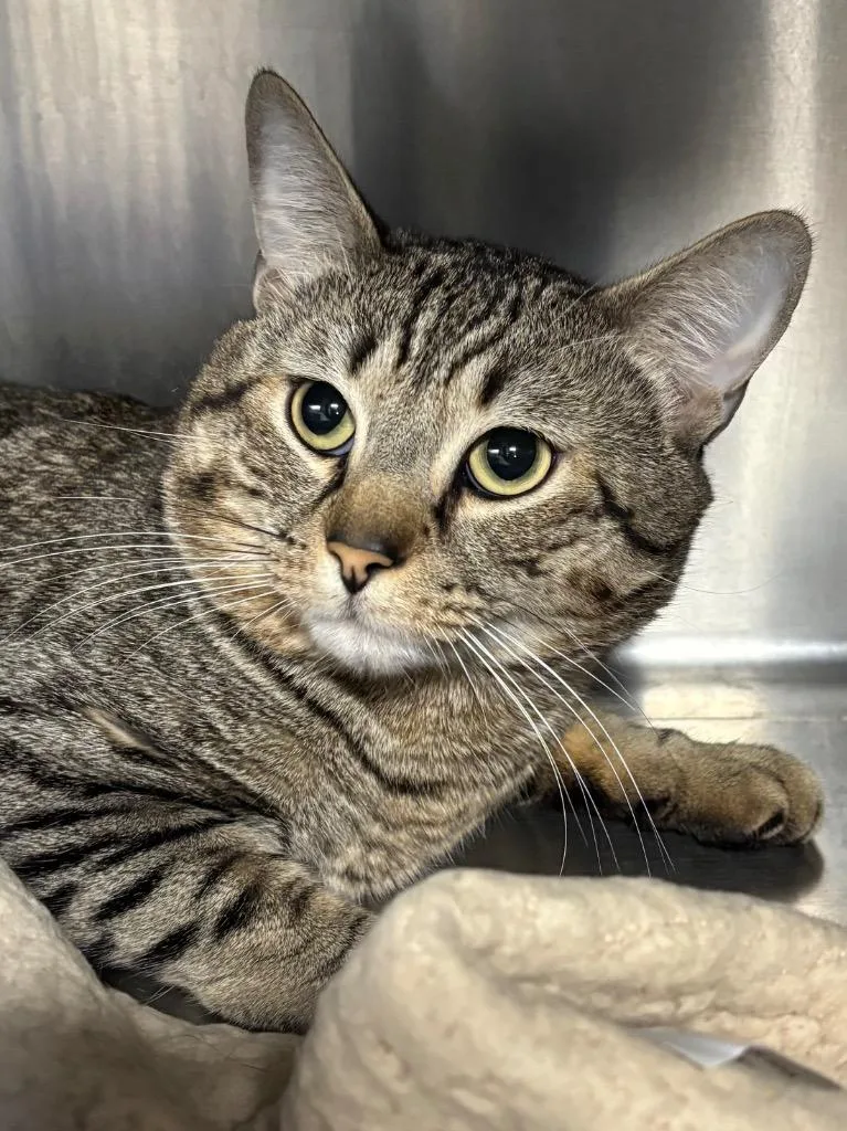 Cheshire thumbnail 3