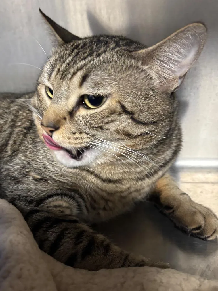 Cheshire thumbnail 4