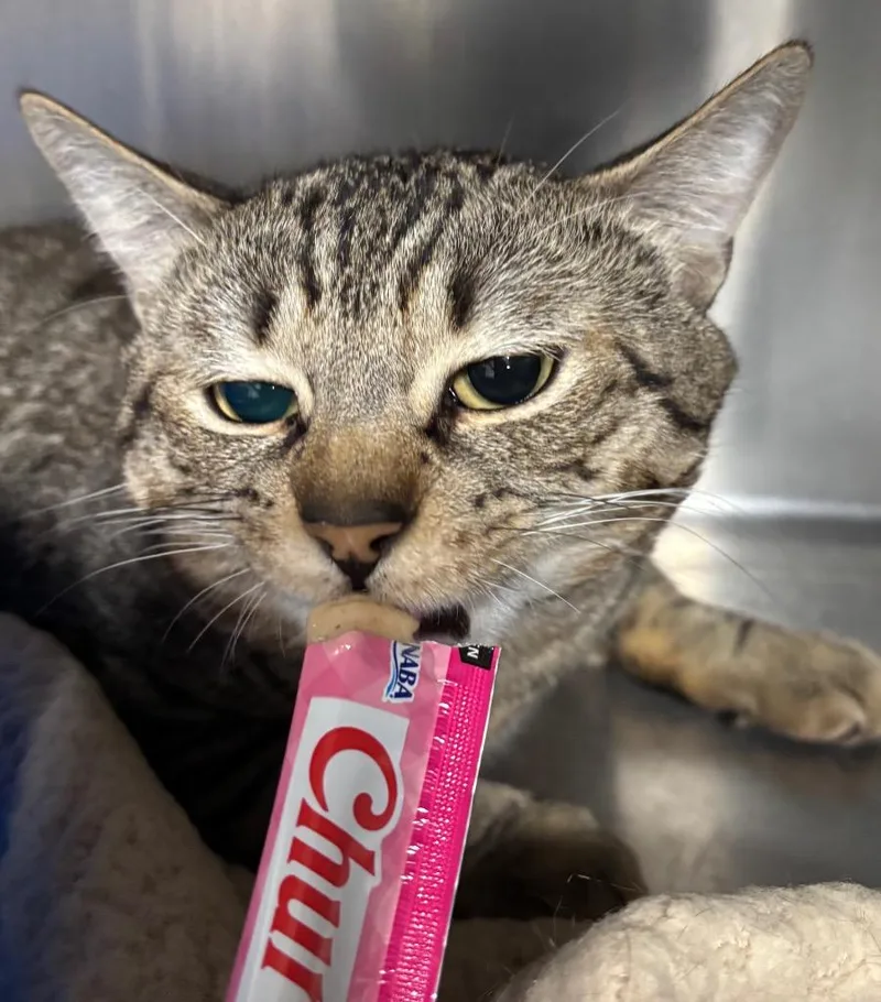 Cheshire thumbnail 5