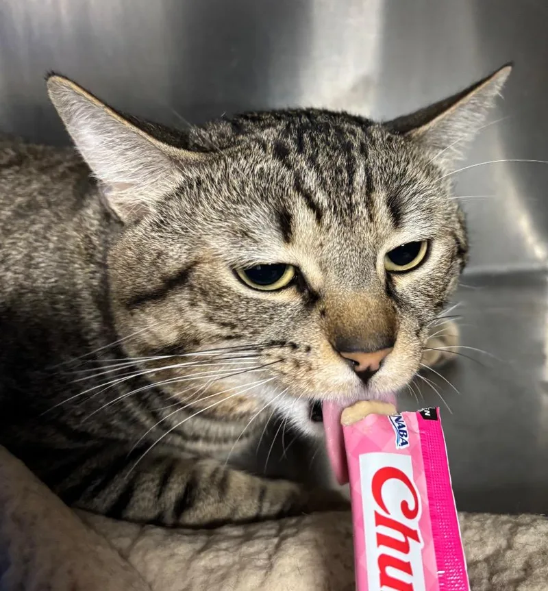 Cheshire thumbnail 6