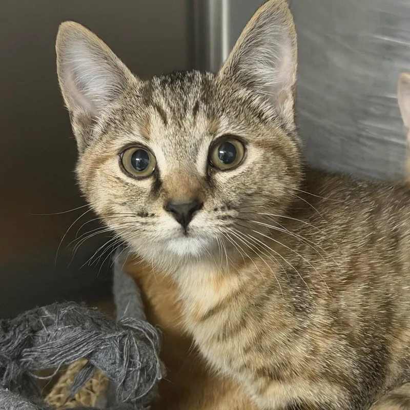 A baby small-sized female Calico Domestic Short Hair cat named Nerine for adoption in Marion, VA