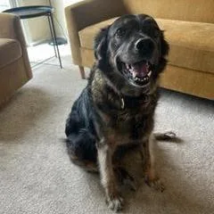 An adult large-sized female Brown / Chocolate Shepherd dog named Lily for adoption in San Mateo, CA