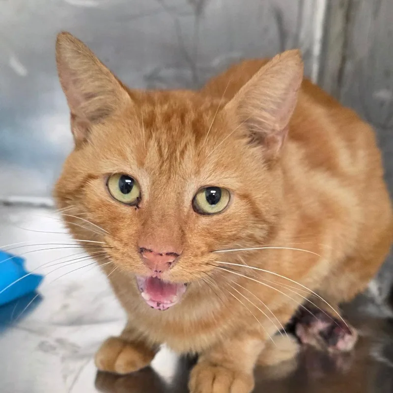 An adult medium-sized male Domestic Short Hair cat named Woody for adoption in Bronson, FL