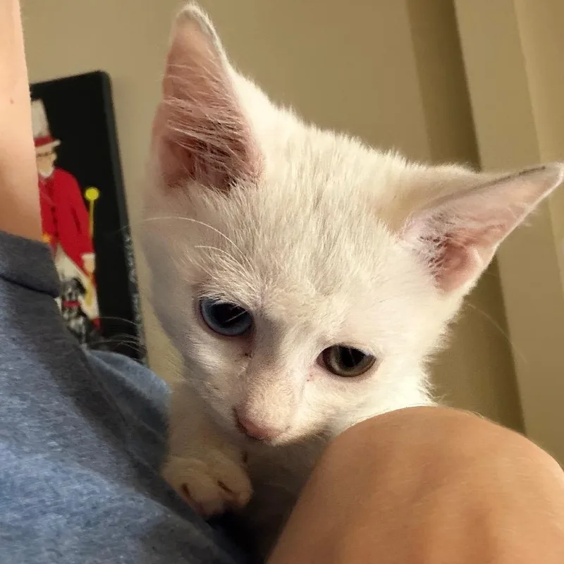 A baby small-sized female White Domestic Medium Hair cat named Yoshi for adoption in Chattanooga, TN