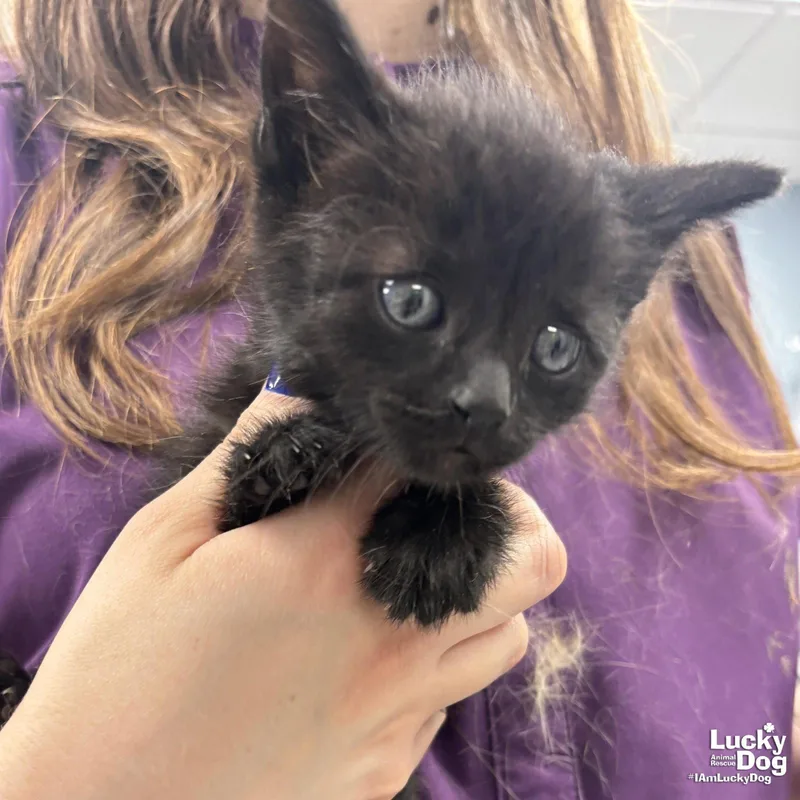 A baby medium-sized male Black Domestic Short Hair cat named Magic for adoption in Washington, DC