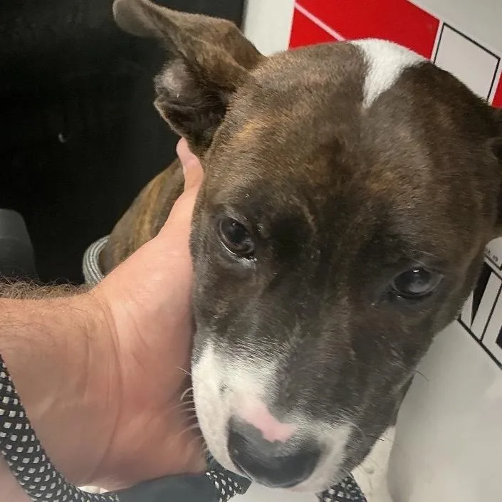 A baby small-sized male Brindle Pit Bull Terrier dog named Pepper for adoption in St Joseph, MO