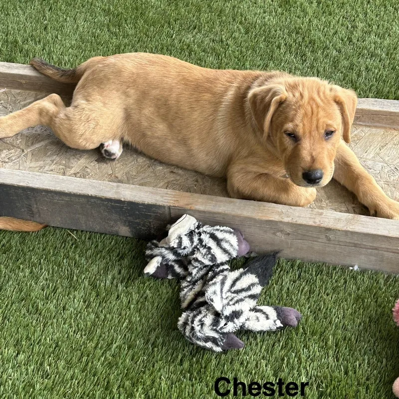 Chester thumbnail 4