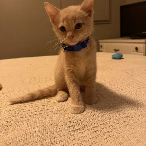 A baby small-sized male Tabby (Buff / Tan / Fawn) Domestic Short Hair cat named Potato for adoption in Fishers, IN