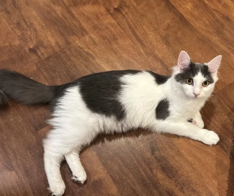 A young medium-sized female Gray / Blue / Silver Domestic Long Hair cat named Lemonade for adoption in North Babylon, NY