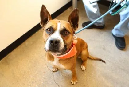 An adult large-sized male Mixed Breed dog named Logan for adoption in West Chester, PA