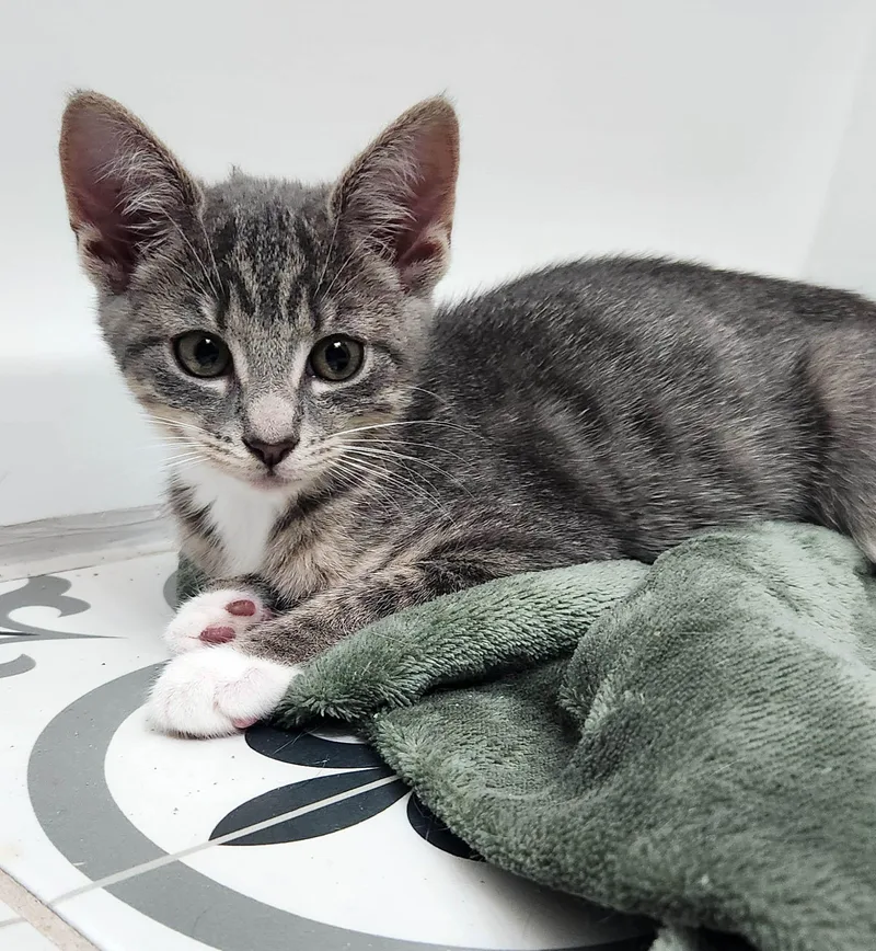 A baby small-sized female White Domestic Short Hair cat named Sasha for adoption in Lambertville, NJ