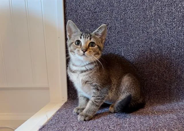 A baby small-sized female Domestic Short Hair cat named Pimento for adoption in Charlotte, NC
