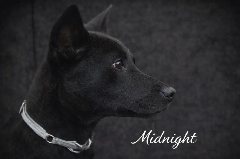 Midnight thumbnail 2