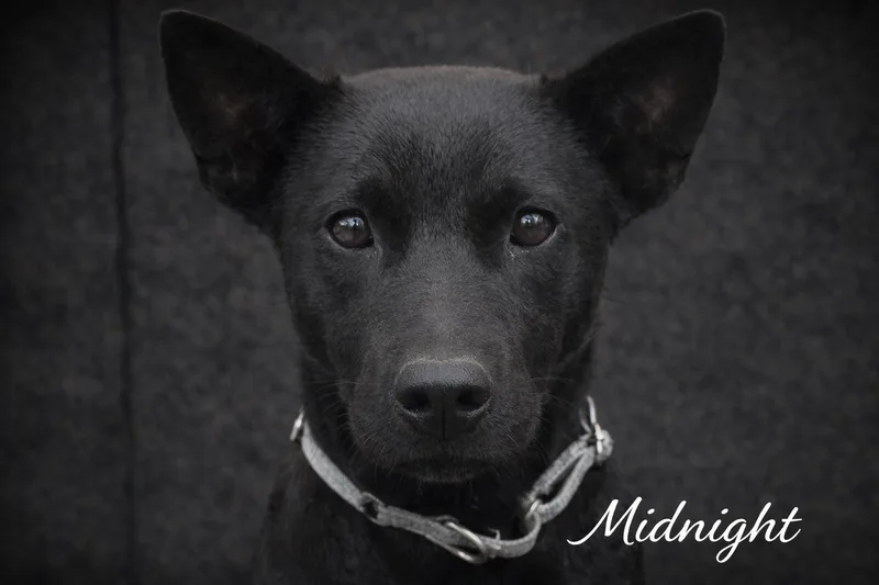 A baby small-sized female Black Black Labrador Retriever dog named Midnight for adoption in Livingston, TX