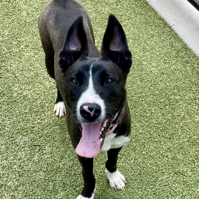 A young medium-sized female Black Mixed Breed dog named Raven for adoption in Greensboro, NC