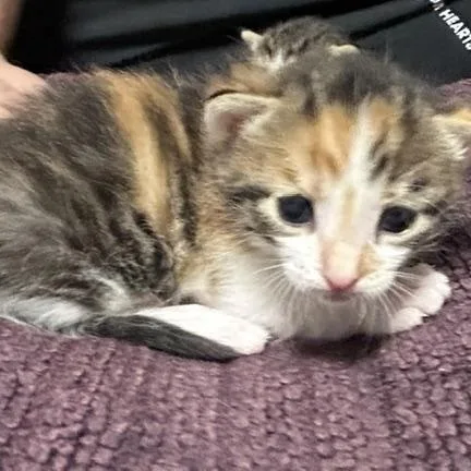 A baby medium-sized female Domestic Short Hair cat named Flower for adoption in Springfield, MO
