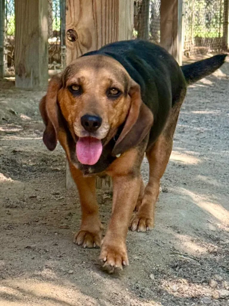 A young medium-sized female Beagle dog named Chonk for adoption in Hampton, VA