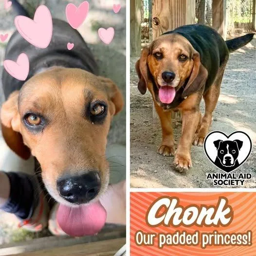 Chonk thumbnail 2