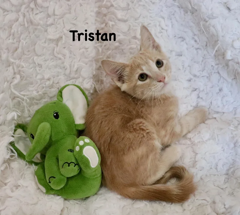 A baby medium-sized male Buff / Tan / Fawn Tabby cat named Tristan for adoption in Saint Augustine, FL