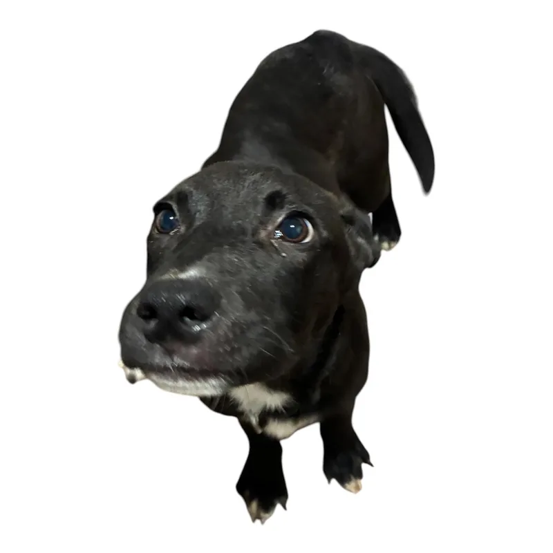 A baby medium-sized male Black Pit Bull Terrier dog named Roger for adoption in Arlington, TX