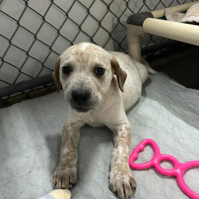 A baby medium-sized male White / Cream Mixed Breed dog named Tadpole for adoption in Waynesville, NC