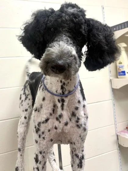 An adult large-sized male Mixed Breed dog named Dudley for adoption in Cincinnati, OH