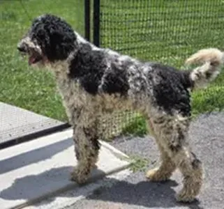 Dudley thumbnail 2