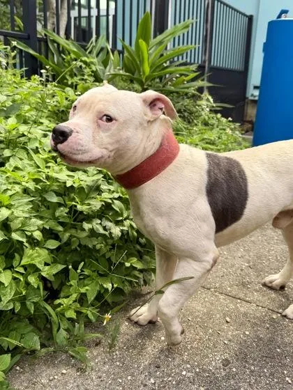 An adult large-sized male Pit Bull Terrier dog named Taye Diggs for adoption in New Orleans, LA