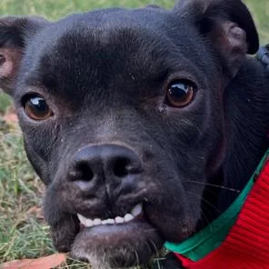 An adult medium-sized female Black Mixed Breed dog named Pheasant for adoption in Donalsonville, GA