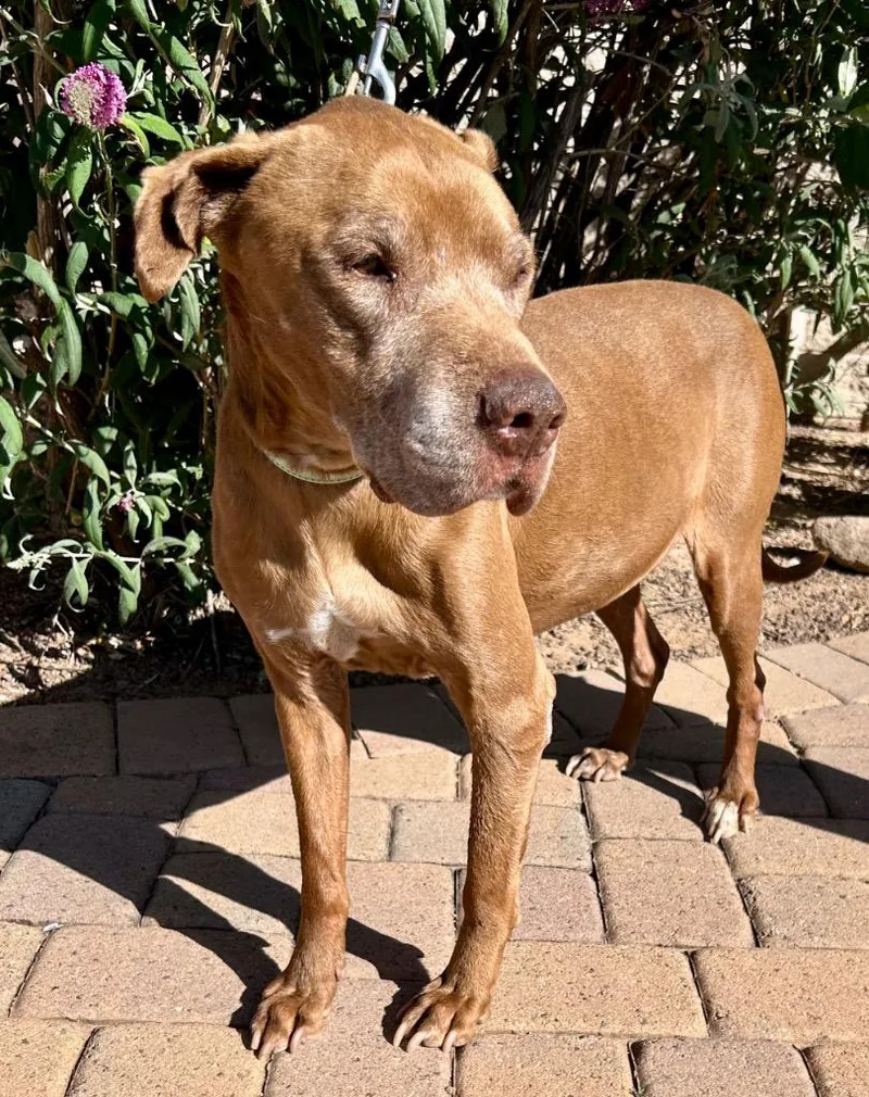 A senior large-sized male Labrador Retriever dog named Dudley for adoption in Cottonwood, AZ
