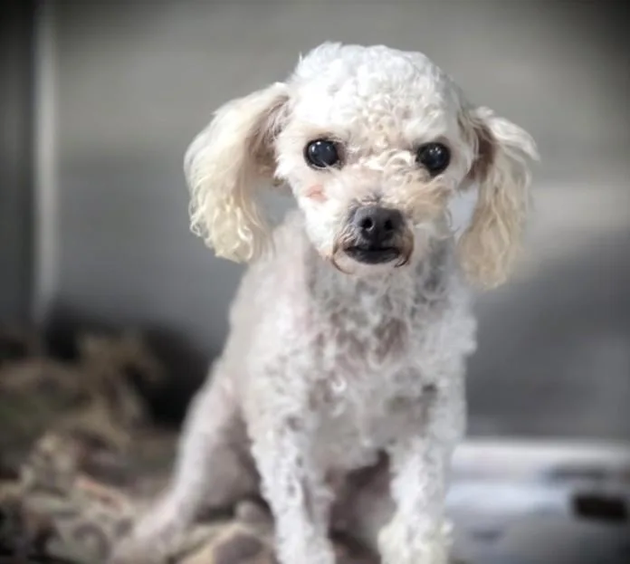 An adult medium-sized female Mixed Breed dog named Cami for adoption in Los Angeles, CA