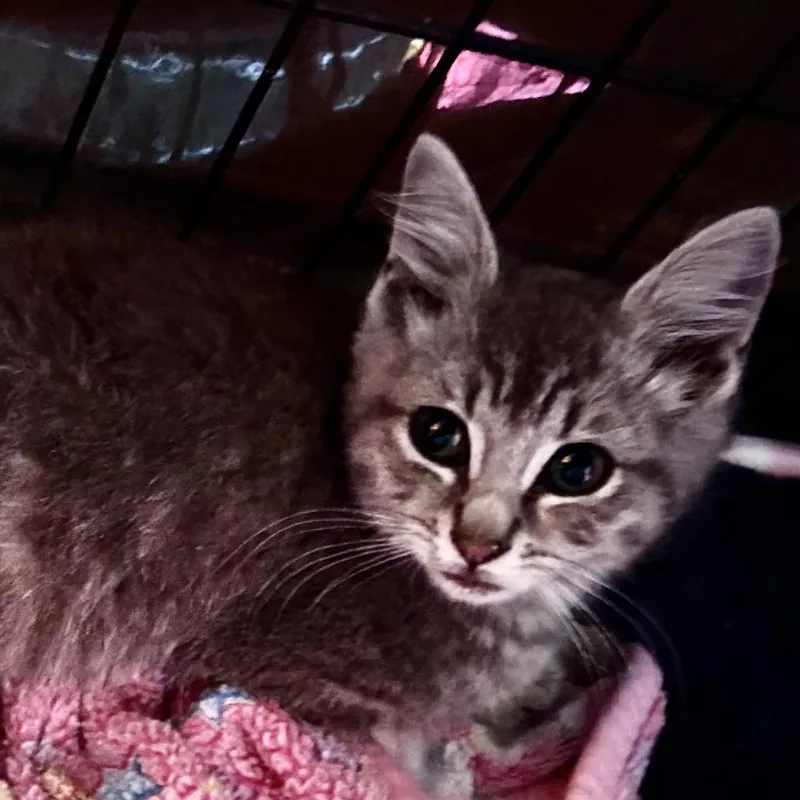 A baby small-sized female Gray / Blue / Silver Domestic Short Hair cat named Storm for adoption in Othello, WA