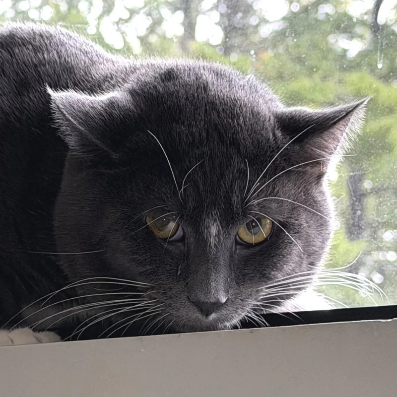 An adult large-sized male Domestic Short Hair cat named Rockie for adoption in Kennebunk, ME