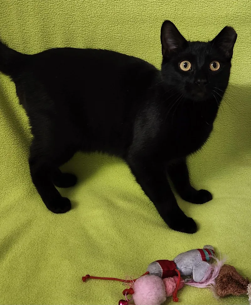 A young medium-sized male Black Domestic Short Hair cat named Cedar for adoption in Linden, NJ