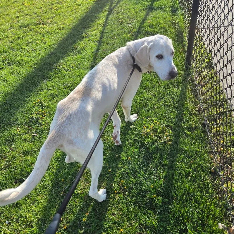 An adult large-sized female Yellow / Tan / Blond / Fawn Yellow Labrador Retriever dog named Lady Diana  Princess for adoption in Binghamton, NY