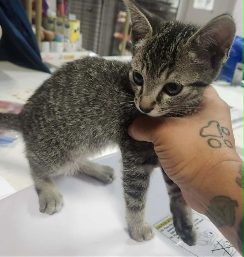 A young medium-sized male Black & White / Tuxedo Domestic Short Hair cat named Dexter @ Petsmart Jackson for adoption in Lexington, TN