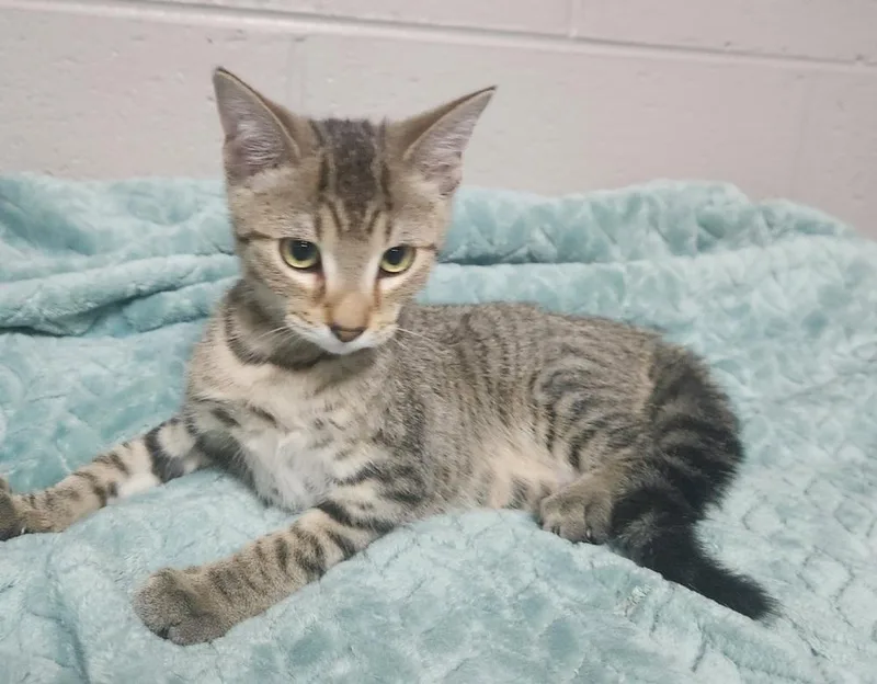 Dexter @ Petsmart Jackson thumbnail 2