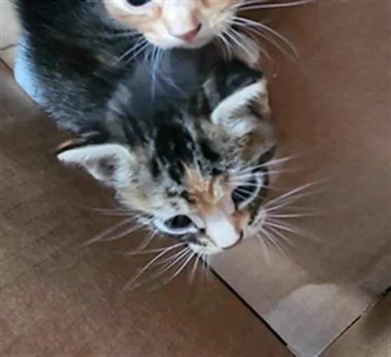A baby medium-sized female Domestic Medium Hair cat named Scorpio for adoption in Dallas, TX